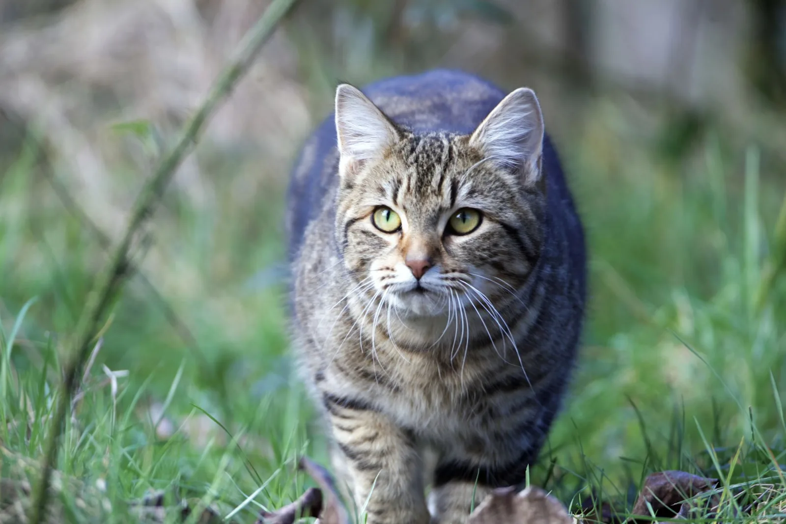 Gato malhado de olhar atento a avançar devagar pela relva, em postura de caça
