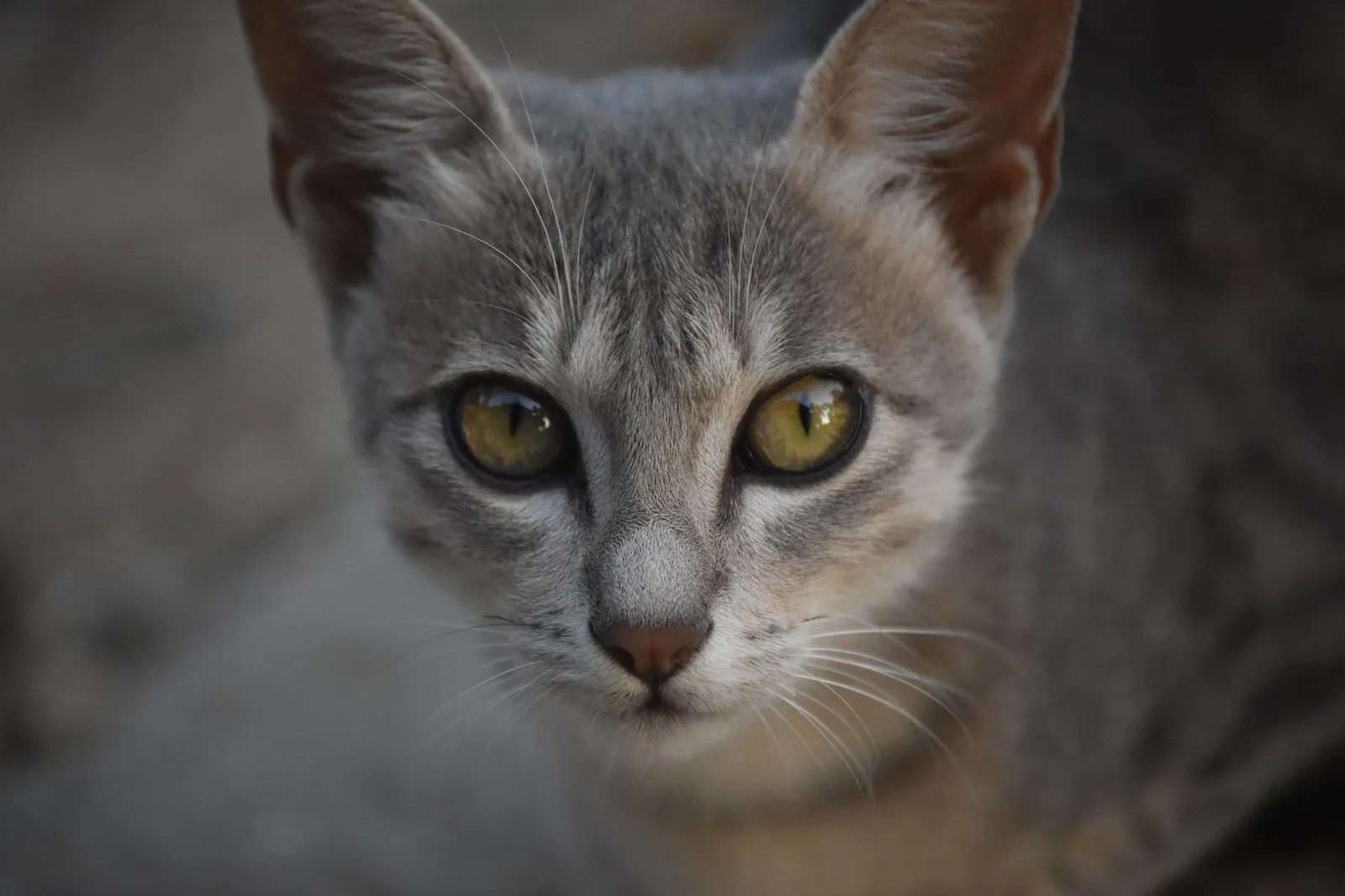 Retrato em grande plano de um gato cinzento de olhos amarelos