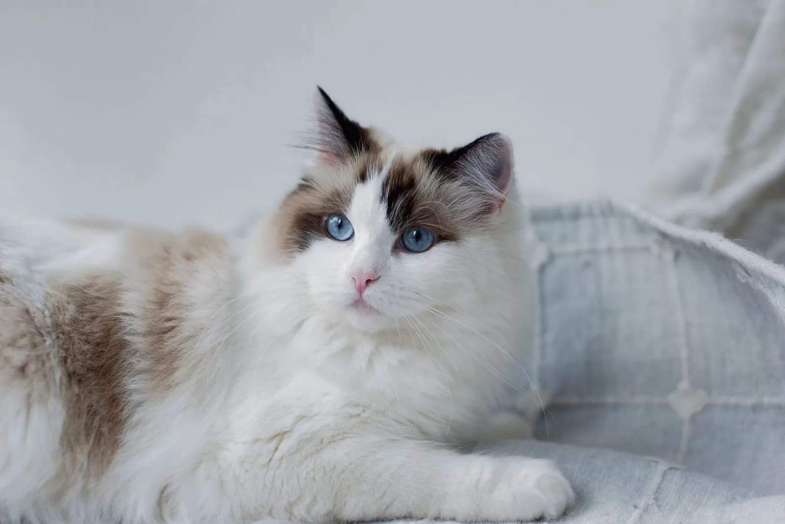 Gato ragdoll de olhos azuis deitado, calmo, sobre uma almofada clara