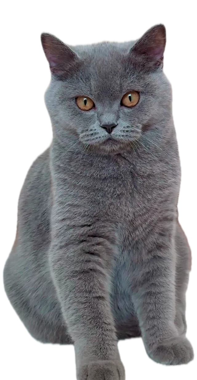O Tosta, um gato cinzento, sentado
